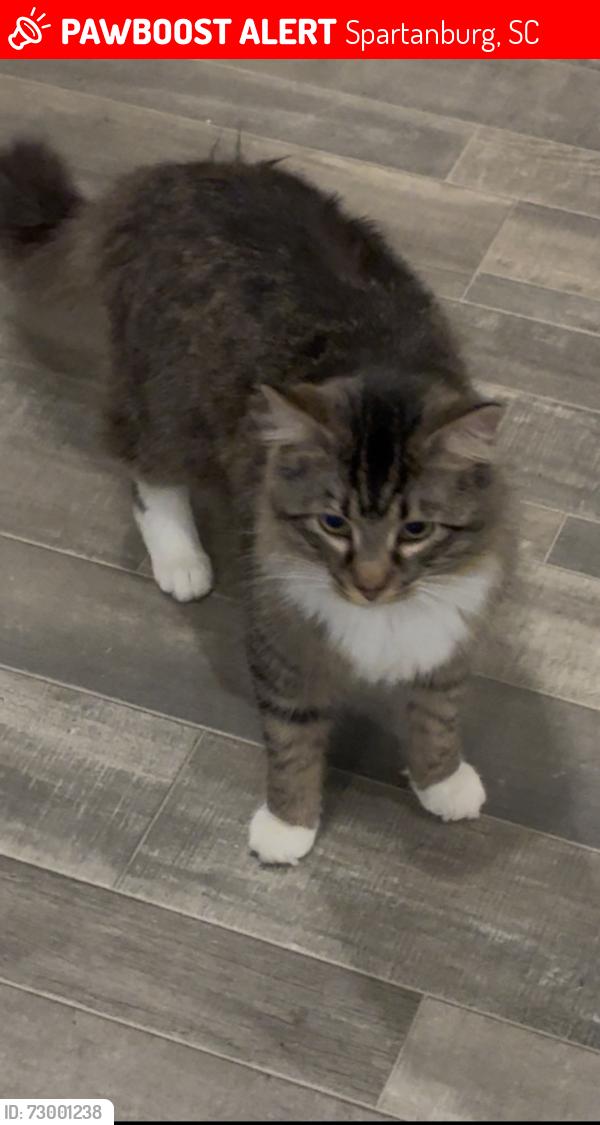 Lost Male Cat last seen Bennett Dairy rd and old converse rd, Spartanburg, SC 29307