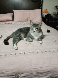 Lost Male Cat last seen Jamestown dr, Mesquite, TX 75150
