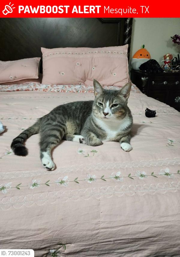 Lost Male Cat last seen Jamestown dr, Mesquite, TX 75150