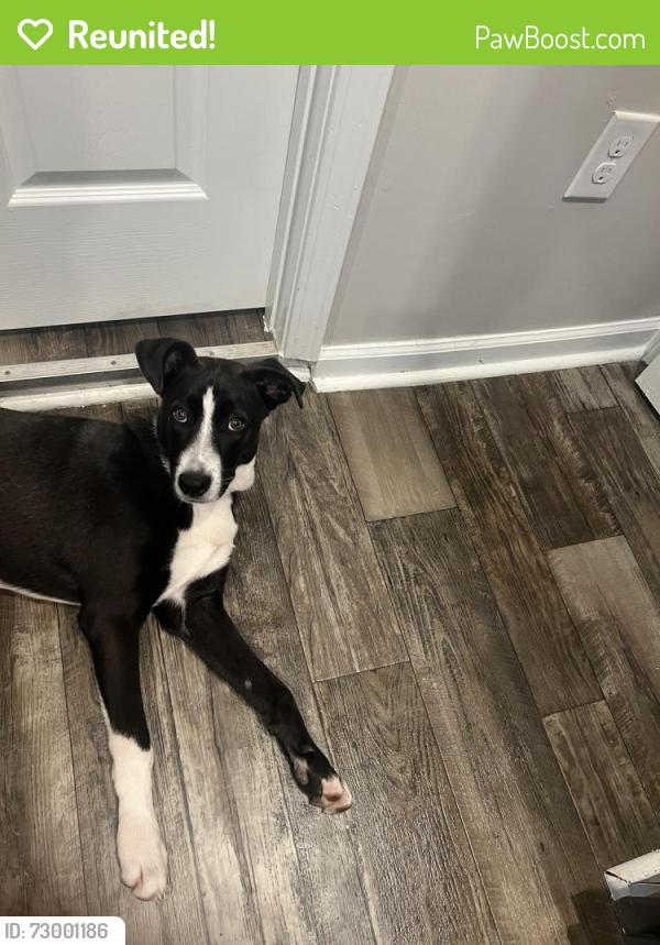 Reunited Male Dog last seen Three steps ahead 1814 Spencer St., Greensboro, NC 27401