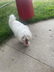 Reunited Male Dog last seen 8th and pleasant st, Schenectady, NY 12305