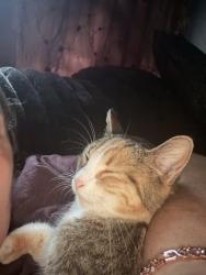 Lost Female Cat last seen Forestdale blvd, Adamsville, AL 35005