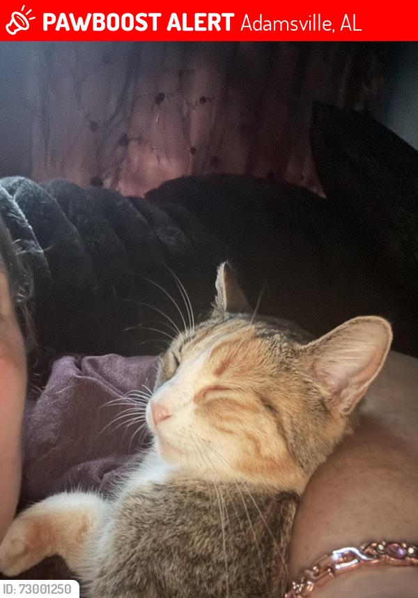 Lost Female Cat last seen Forestdale blvd, Adamsville, AL 35005