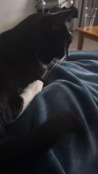Reunited Male Cat last seen Lupin Street, Blackburn North, VIC 3130