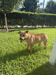 Found/Stray Male Dog last seen Hadley place, Florida City, FL 33034