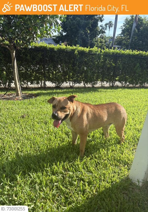 Found/Stray Male Dog last seen Hadley place, Florida City, FL 33034