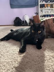 Lost Male Cat last seen Campus Woods neighborhood, behind 7 Eleven on 1st Ave., Federal Way, WA 98023