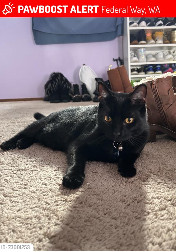 Lost Male Cat last seen Campus Woods neighborhood, behind 7 Eleven on 1st Ave., Federal Way, WA 98023