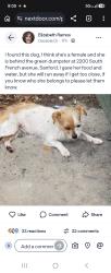 Found/Stray Female Dog last seen French Ave Sanford, Sanford, FL 32771