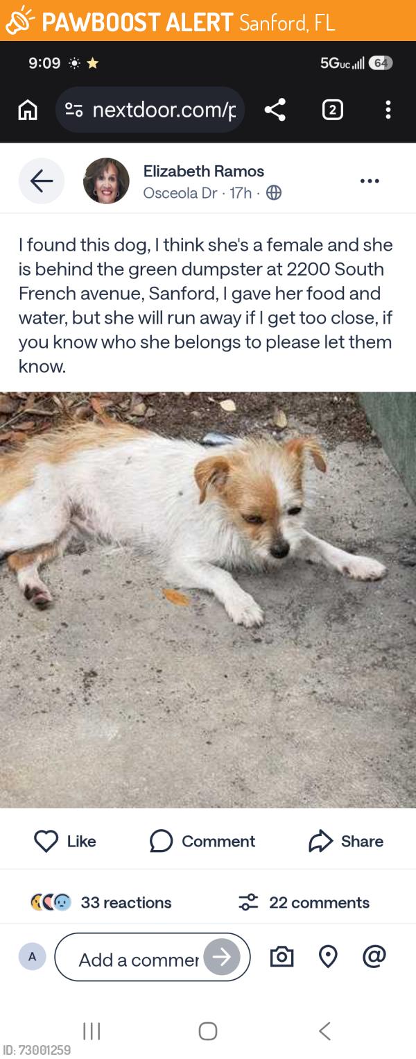 Found/Stray Female Dog last seen French Ave Sanford, Sanford, FL 32771