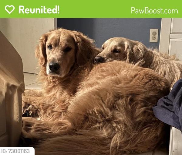 Reunited Unknown Dog last seen 58th Ave & Harding St, Hollywood, FL 33021