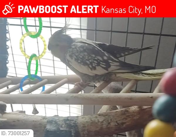 Lost Female Bird last seen Near ne 46th terrace kcmo 64117, Kansas City, MO 64117