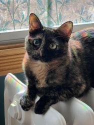 Reunited Female Cat last seen 77th Ave and 92nd Place, Hickory Hills, IL 60457