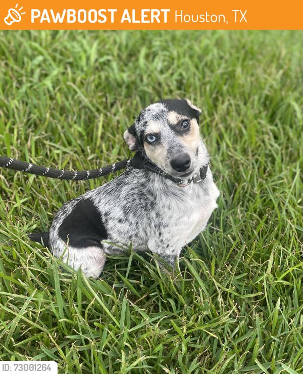 Found/Stray Female Dog last seen Dogwood Acres, Kingwood, Houston, TX 77345