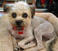 Reunited Female Dog last seen Temple Ave/Avenida Ranchers, Los Felis, San Raphael, Diamond Bar, CA 91765