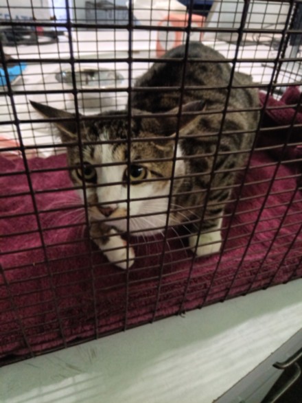 Shelter Stray Female Cat last seen , 1850 W 60th St, Los Angeles, CA 90047, USA
