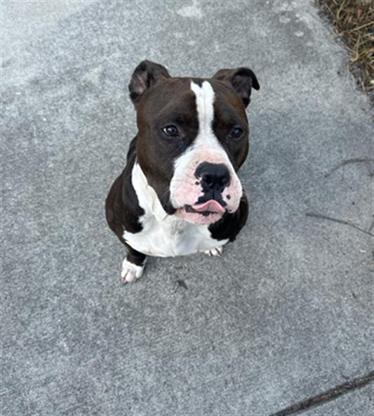 Shelter Stray Male Dog last seen Near , 2600 S Harding St, Indianapolis, IN 46221, USA