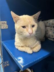 Shelter Stray Male Cat last seen MATTAPAN, 350 S Huntington Ave, Jamaica Plain, MA 02130, USA