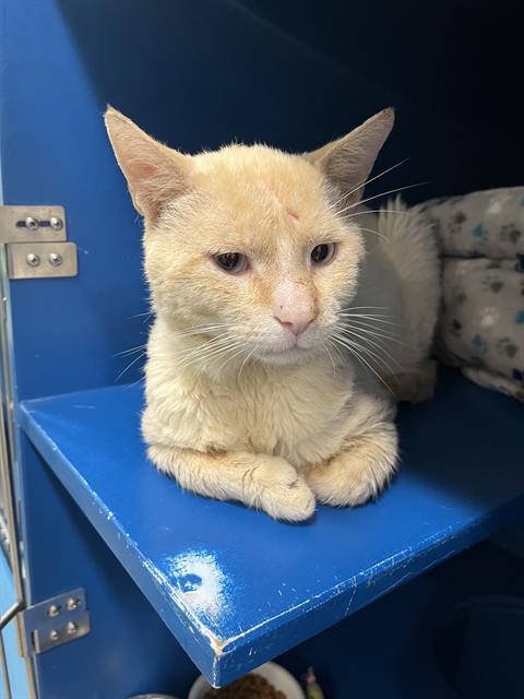 Shelter Stray Male Cat last seen MATTAPAN, 350 S Huntington Ave, Jamaica Plain, MA 02130, USA