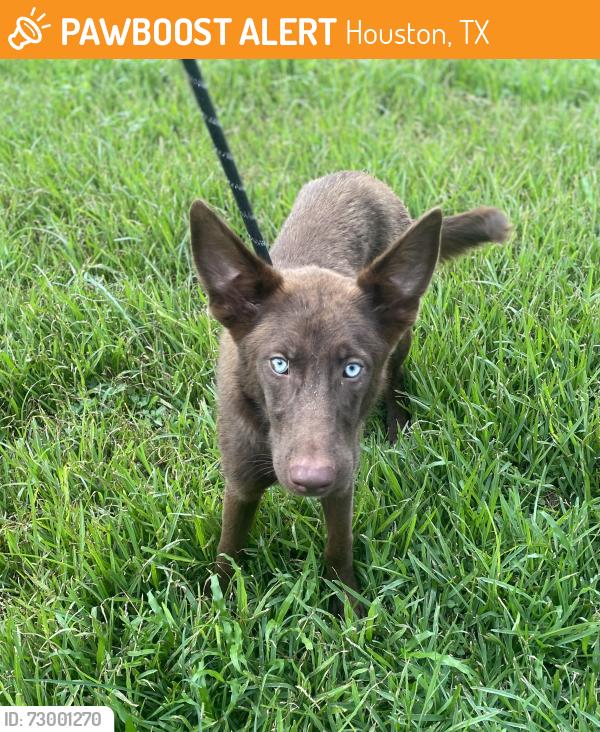 Found/Stray Female Dog last seen Dogwood Acres, Kingwood, Houston, TX 77345