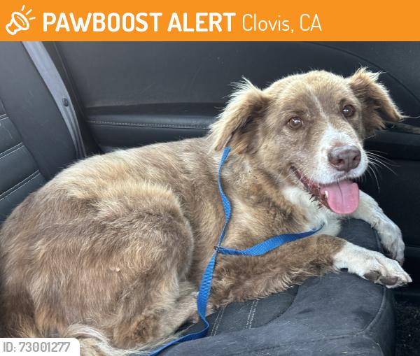 Found/Stray Unknown Dog last seen Willow and Gettysburg, Clovis, Clovis, CA 93612