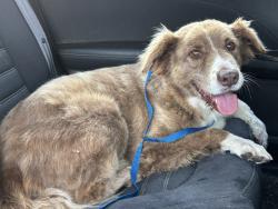 Found/Stray Unknown Dog last seen Willow and Gettysburg, Clovis, Clovis, CA 93612