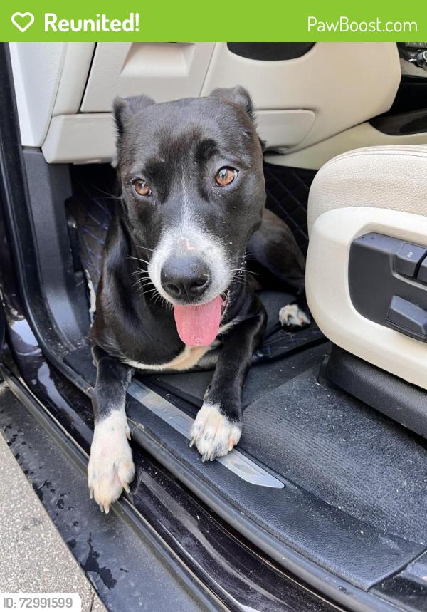 Reunited Female Dog last seen Musket/Flintlock Northlakes, Northlakes, NC 28601