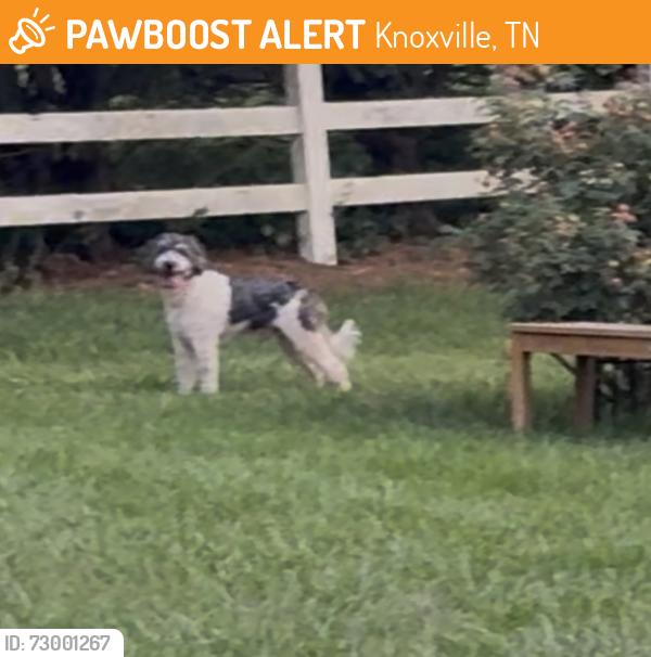 Found/Stray Male Dog last seen Asbury Road, Knoxville, TN 37914