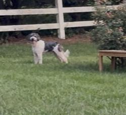 Found/Stray Male Dog last seen Asbury Road, Knoxville, TN 37914