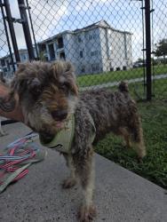 Found/Stray Female Dog last seen The current apmt complex , Corpus Christi, TX 78410