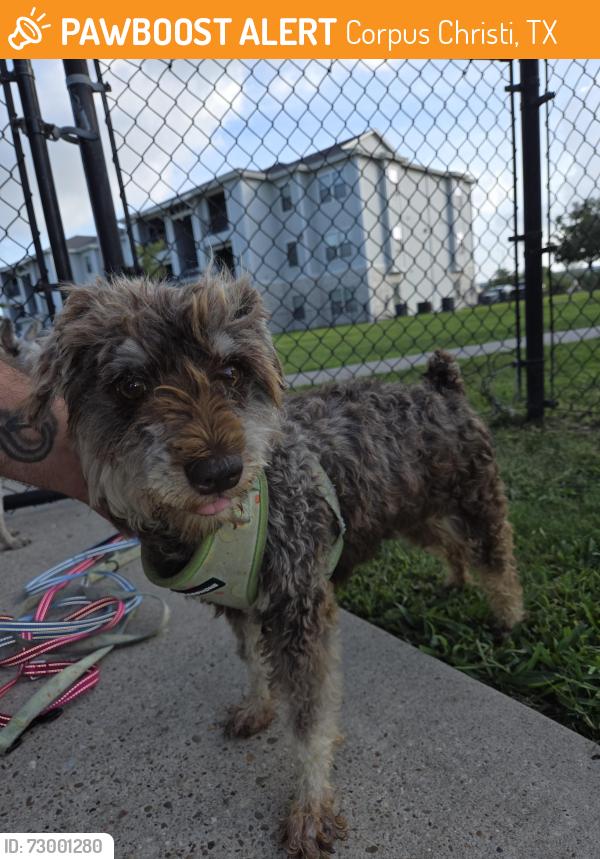 Found/Stray Female Dog last seen The current apmt complex , Corpus Christi, TX 78410