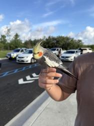 Found/Stray Unknown Bird last seen Potranco, San Antonio, TX 78245