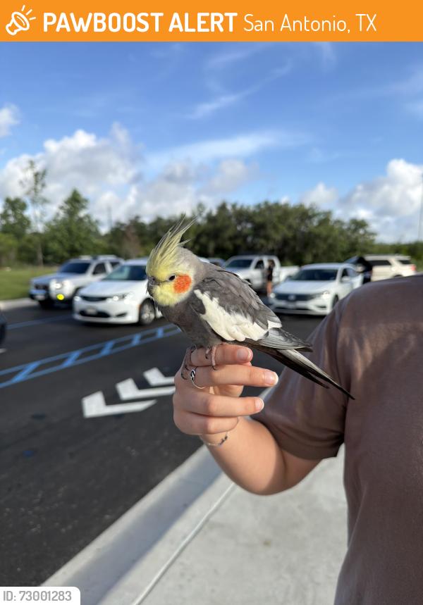 Found/Stray Unknown Bird last seen Potranco, San Antonio, TX 78245