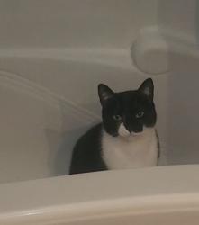 Lost Female Cat last seen Rue Racine and Belleville , Montréal, QC H8Z 1Y7