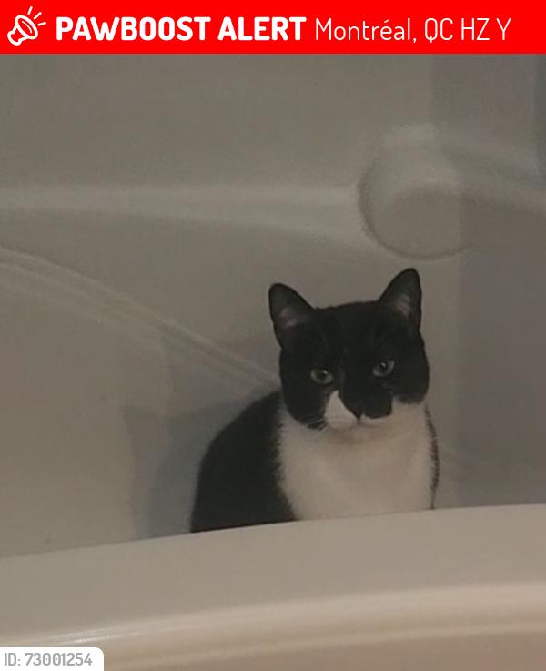 Lost Female Cat last seen Rue Racine and Belleville , Montréal, QC H8Z 1Y7