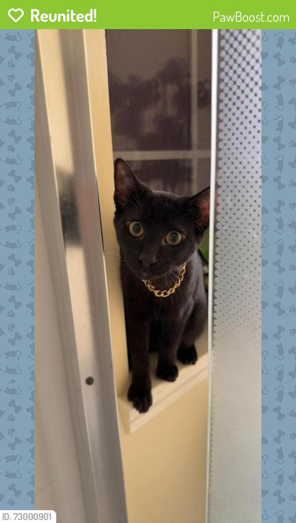 Reunited Male Cat last seen Adele Terrace, Commerce Township, MI 48382, USA, Commerce Township, MI 48382
