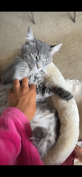 Lost Male Cat last seen Vine Street and Calhoun , Cincinnati, OH 45219