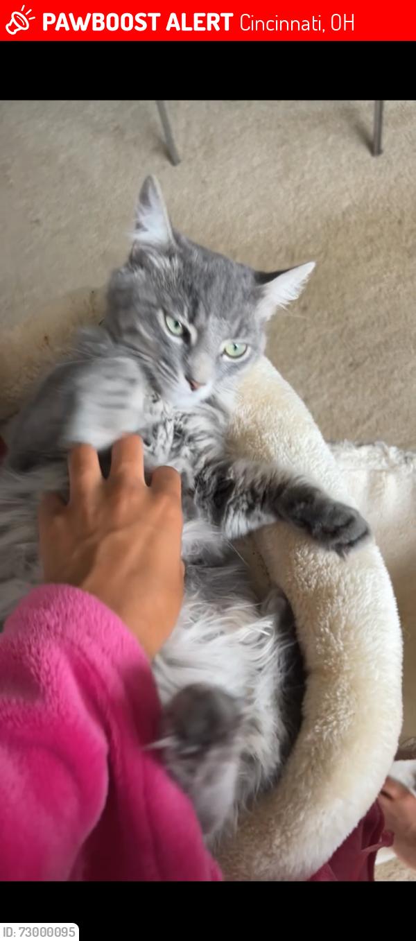 Lost Male Cat last seen Vine Street and Calhoun , Cincinnati, OH 45219