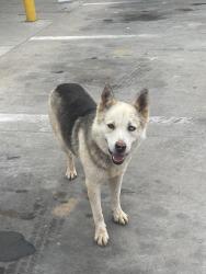 Found/Stray Male Dog last seen Sbarro, Midland, TX 79706