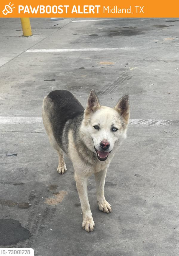 Found/Stray Male Dog last seen Sbarro, Midland, TX 79706