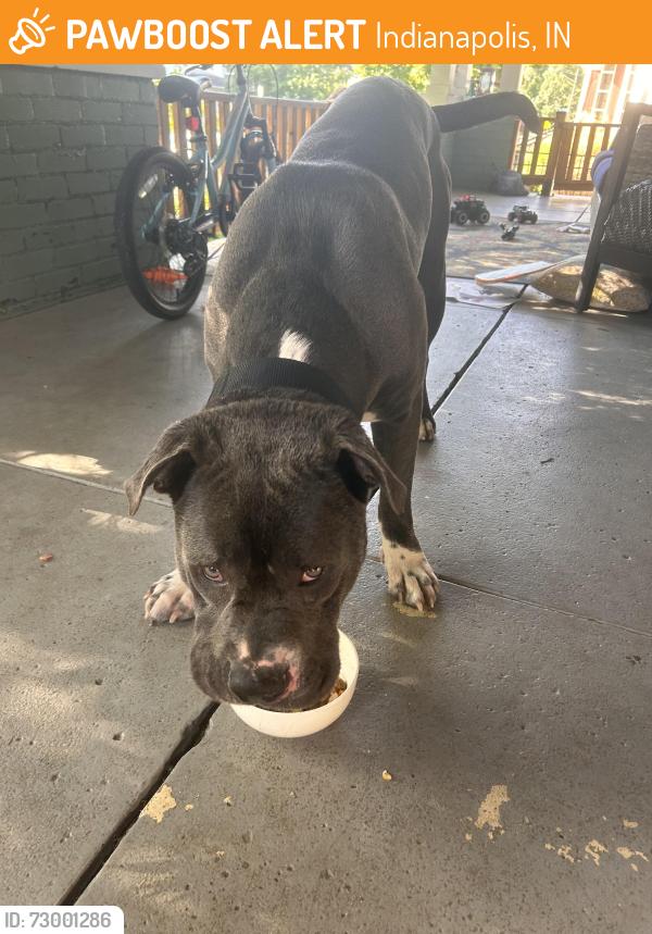 Found/Stray Male Dog last seen 33rd new jersey, Indianapolis, IN 46205