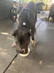 Found/Stray Male Dog last seen 33rd new jersey, Indianapolis, IN 46205