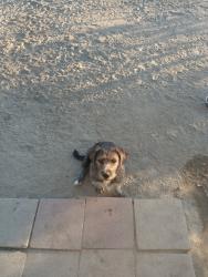 Found/Stray Unknown Dog last seen Duncan and Sheep Creek, Phelan, CA 92371