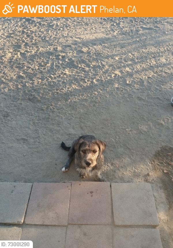 Found/Stray Unknown Dog last seen Duncan and Sheep Creek, Phelan, CA 92371