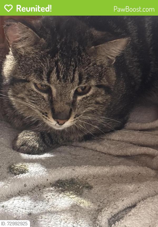 Reunited Male Cat last seen Broadmore golf course , Sherwood Park, AB T8A 2H7