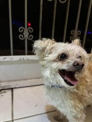 Reunited Unknown Dog last seen Salford Blvd, North Port, FL 34286