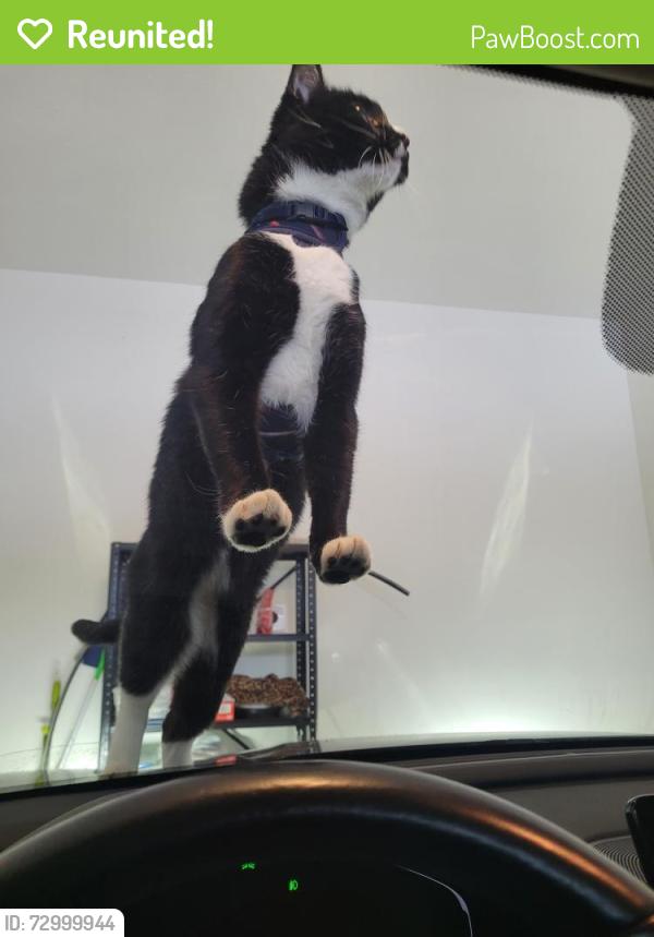 Reunited Male Cat last seen Hedgewick Place, Louisville, KY 40245