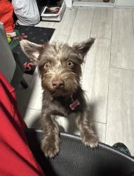 Lost Female Dog last seen Flanigans on David blvd, Fort Lauderdale, FL 33312