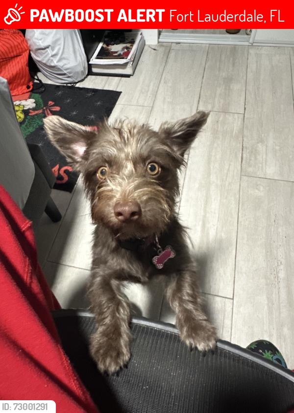 Lost Female Dog last seen Flanigans on David blvd, Fort Lauderdale, FL 33312