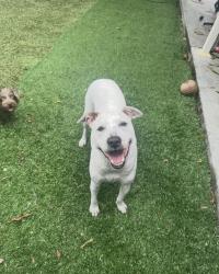 Lost Male Dog last seen Flanigans near David blvd  , Fort Lauderdale, FL 33312